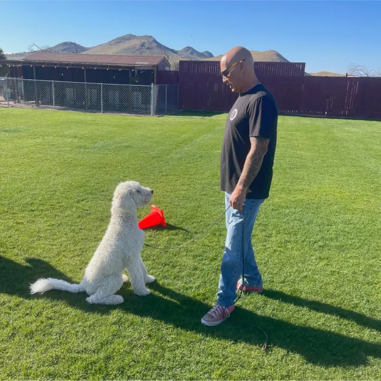 levels-k9-dog-trainer-obediencetraining-phoenix